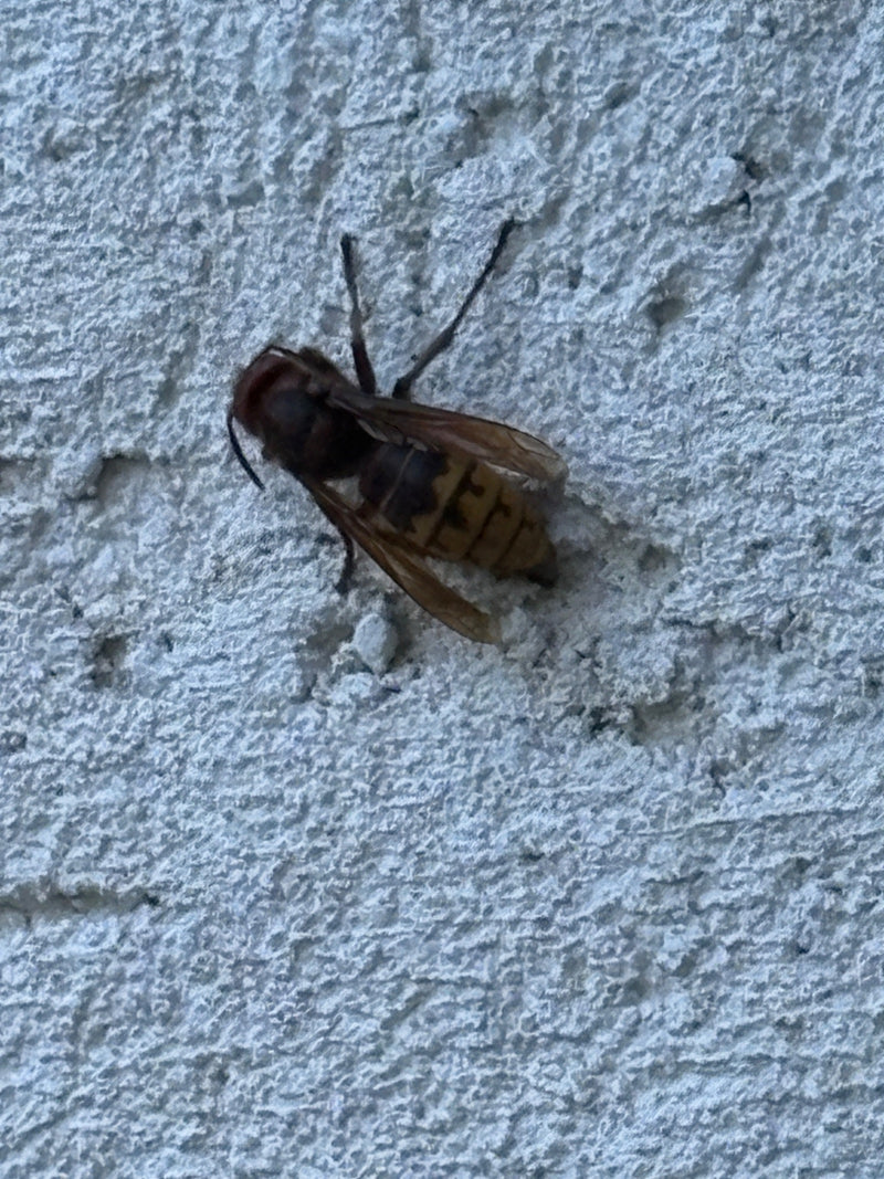 Hornisse — Bild 3