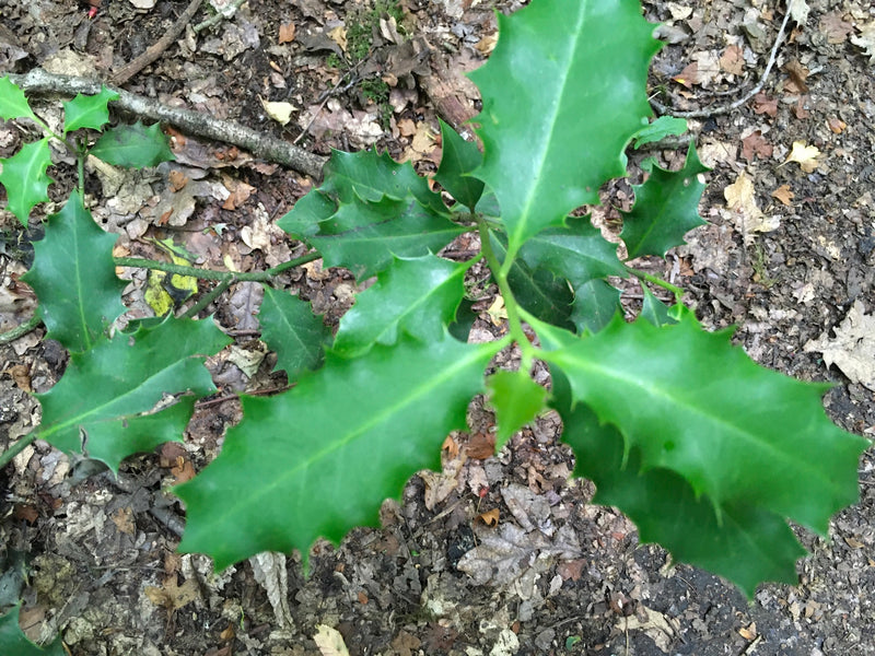 Stechpalme — Bild 4