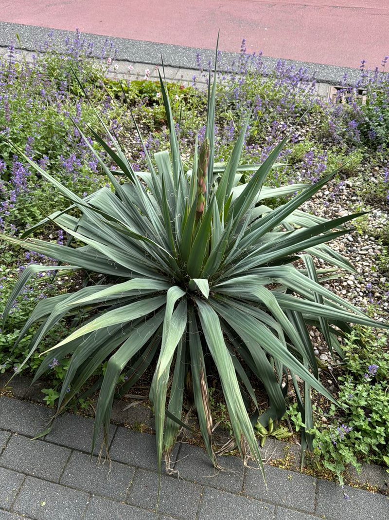 Fädige Palmlilie — Bild 2