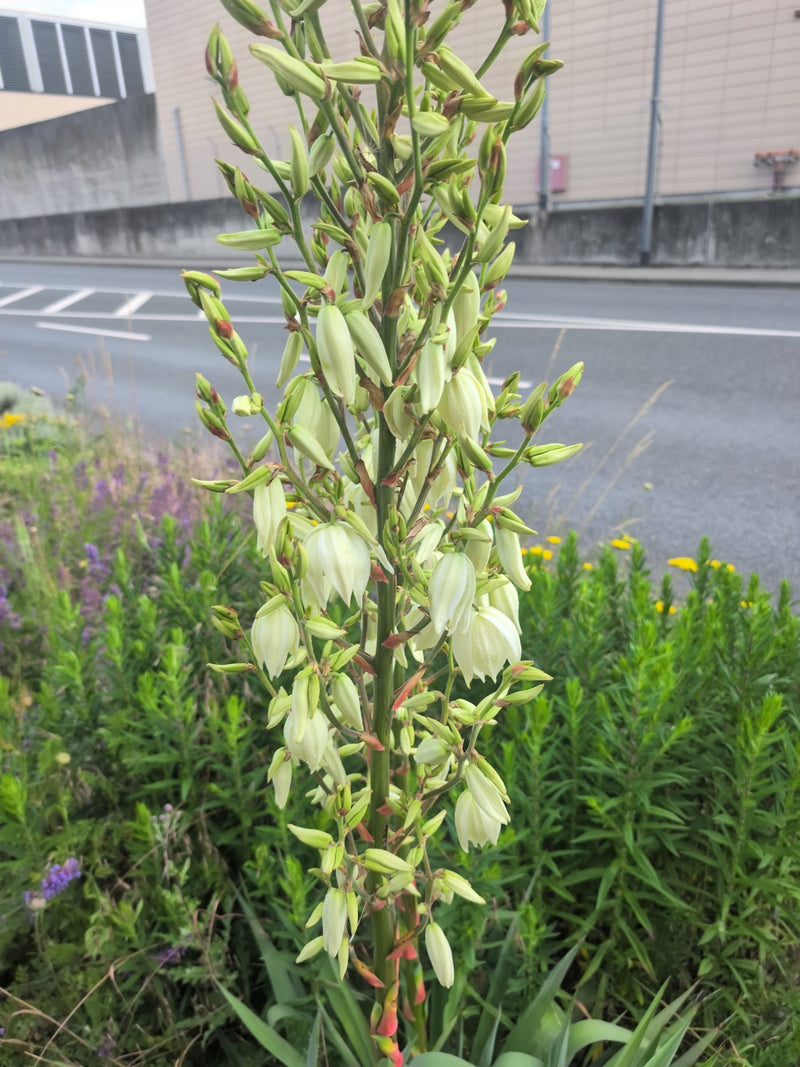 Fädige Palmlilie — Bild 4
