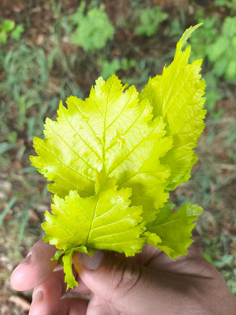 Feld-Ulme — Bild 3