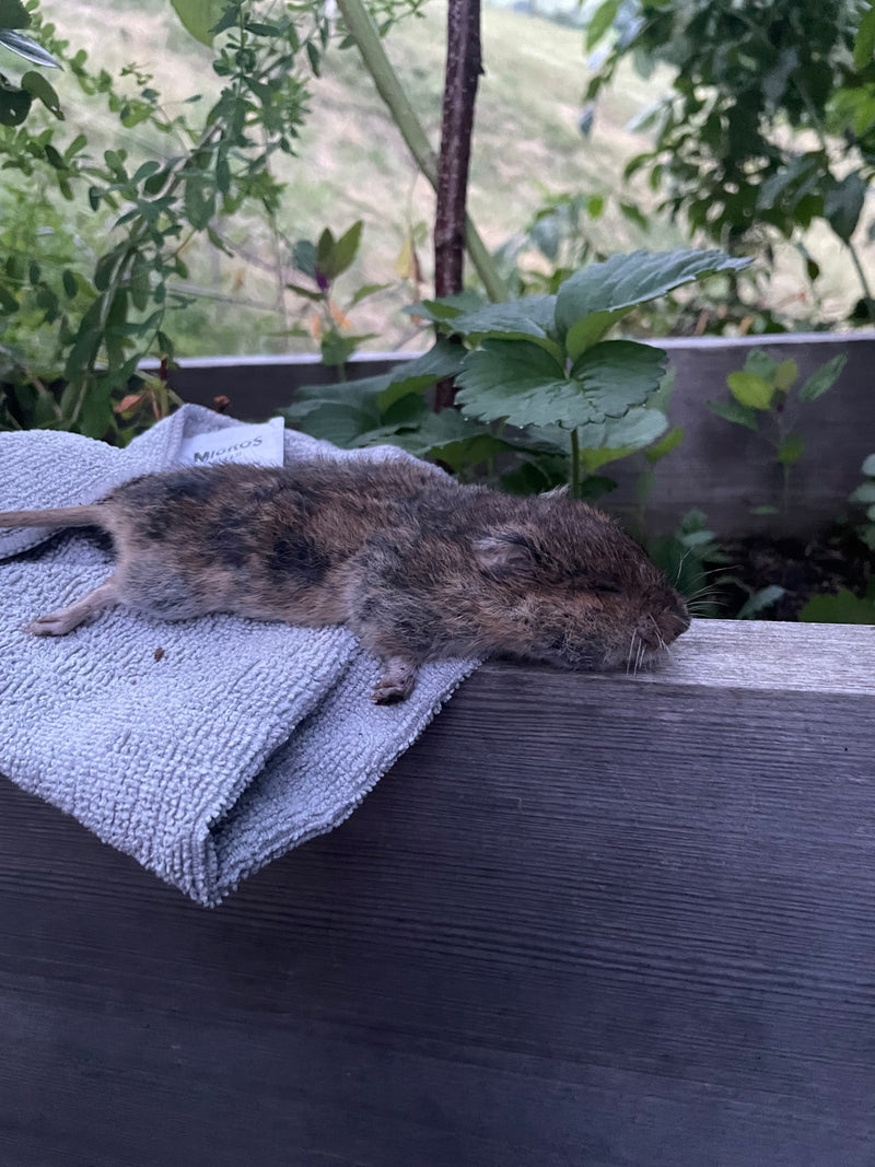 Feldmaus — Bild 5