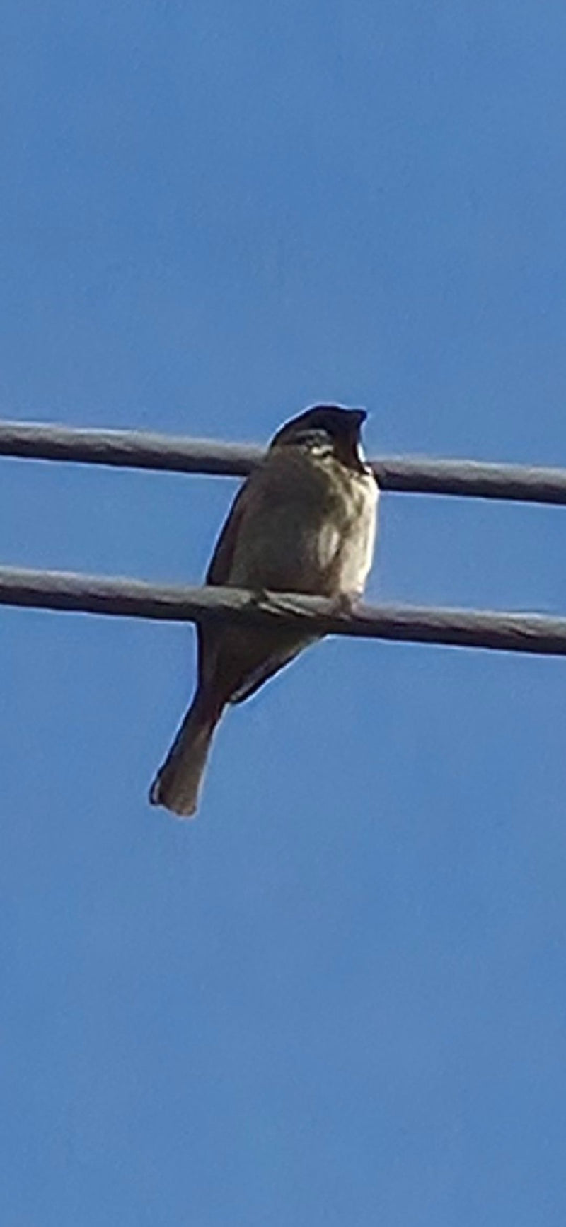 Feldsperling — Bild 1