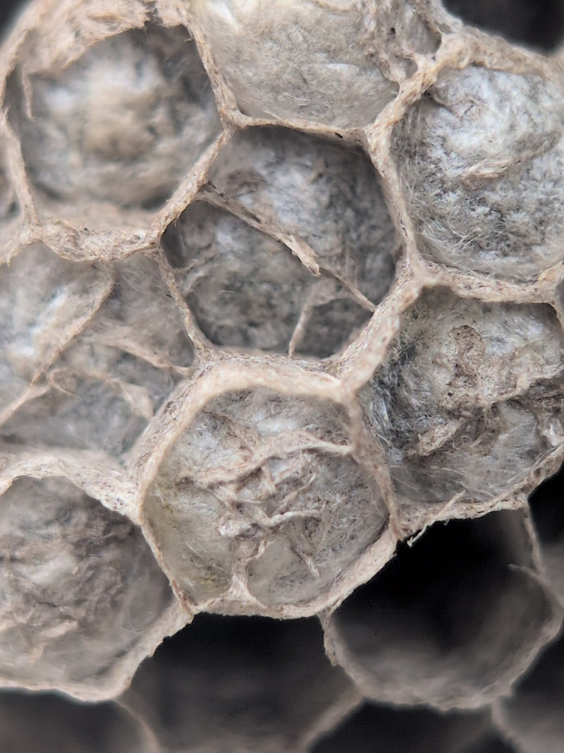 Feldwespe — Bild 4