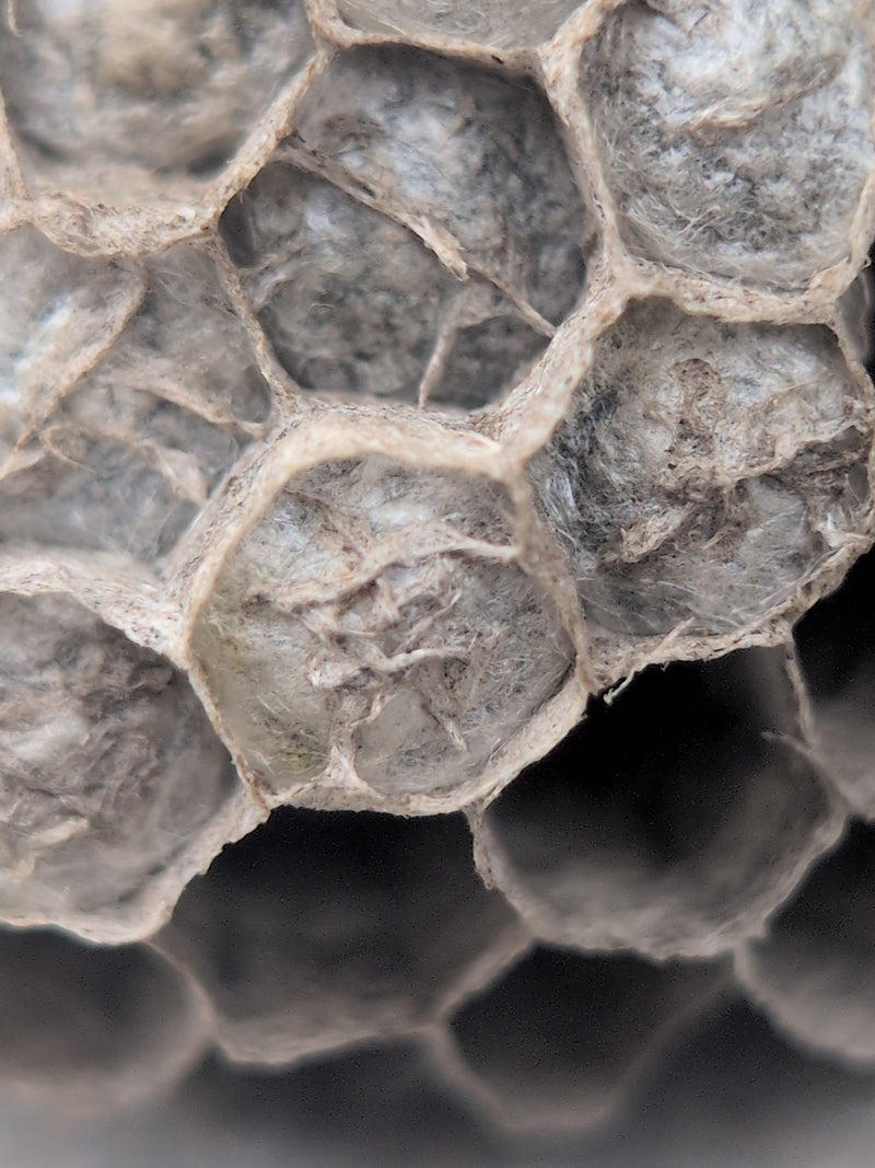 Feldwespe — Bild 5