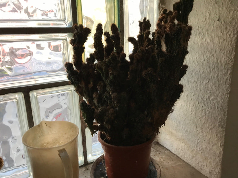 Felsenkaktus — Bild 2
