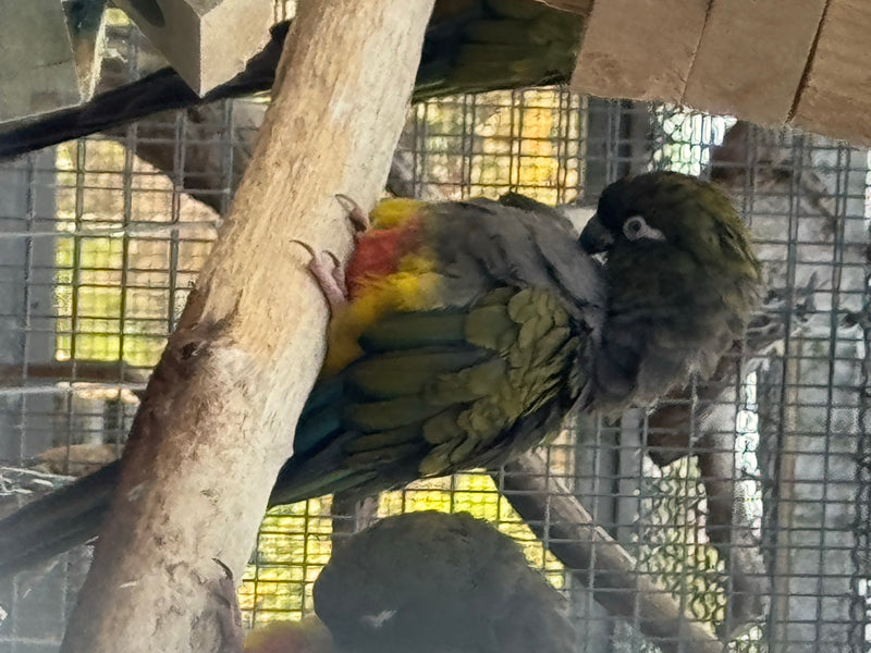 Felsensittich — Bild 2 von 6