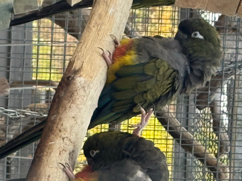 Felsensittich — Bild 1 von 6