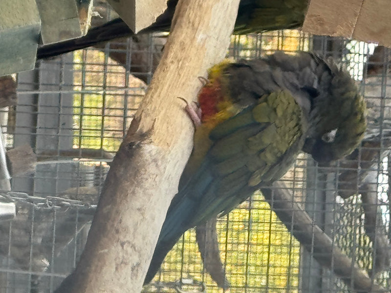 Felsensittich — Bild 4 von 6