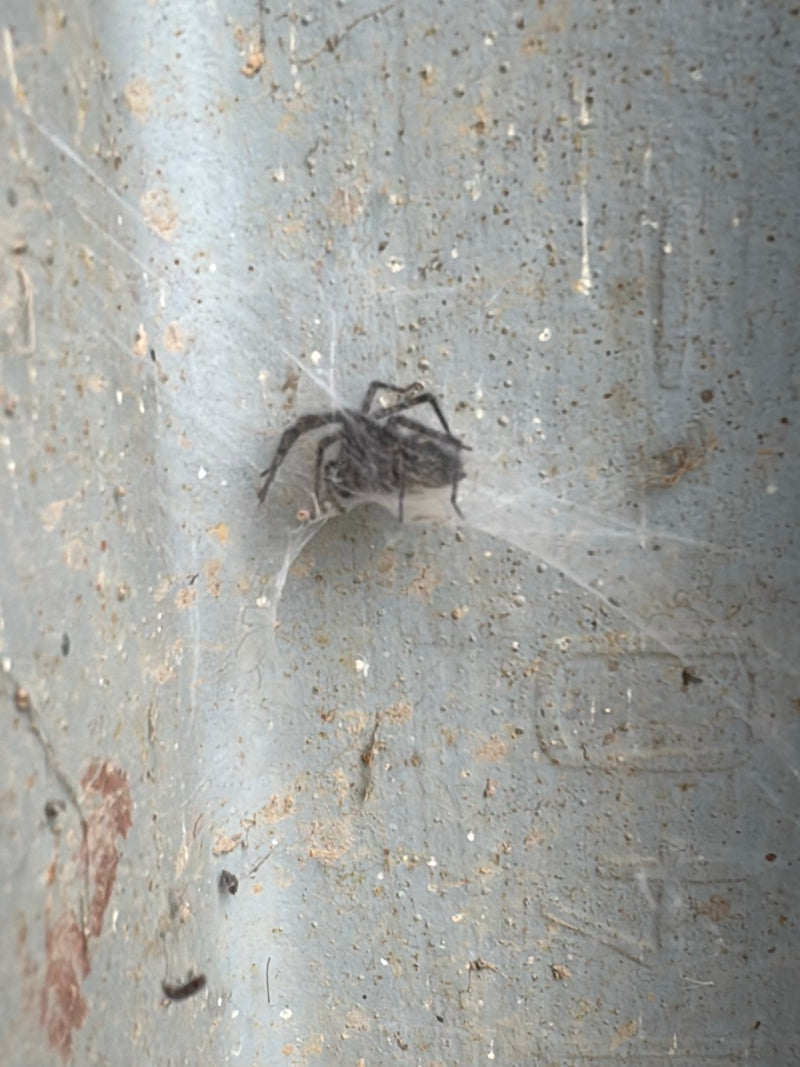 Fensterspinne — Bild 3