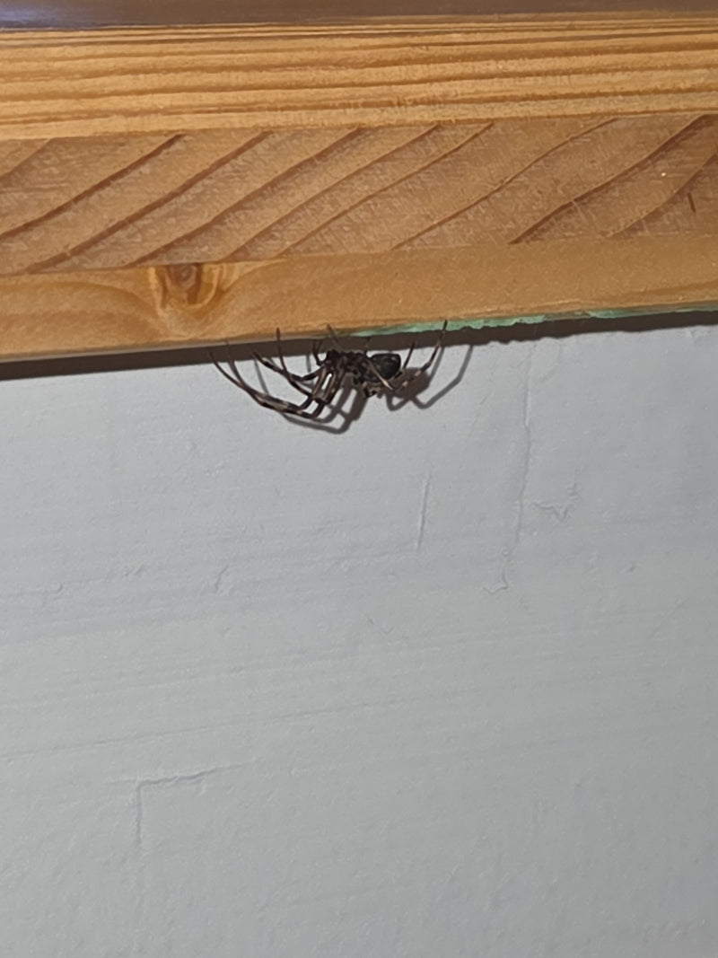 Auf dem Bild ist eine Gewöhnliche Fettspinne zu sehen, die an einer hölzernen Leiste unter der Decke sitzt. Die Spinne ist gut erkennbar und zeigt ihre typis...