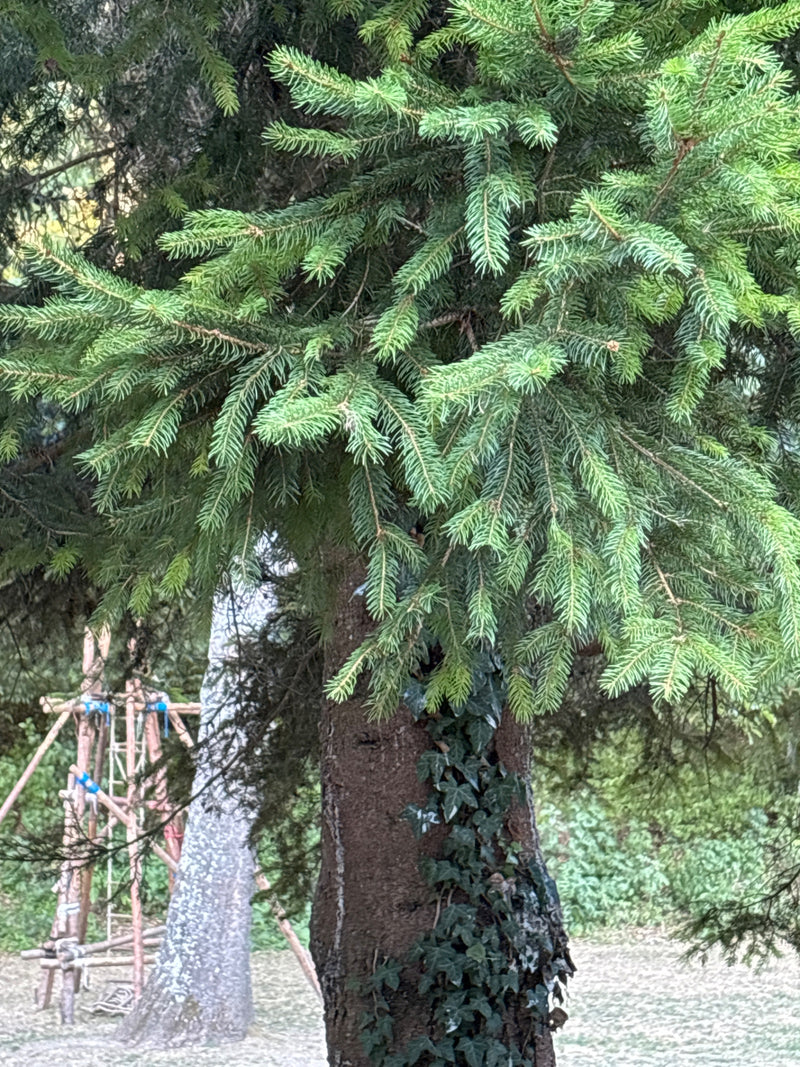 Zu sehen ist ein Ausschnitt einer Gemeinen Fichte mit typischen Nadeln und dem rauen Stamm. Im Hintergrund befinden sich weitere Bäume und eine Holzkonstrukt...