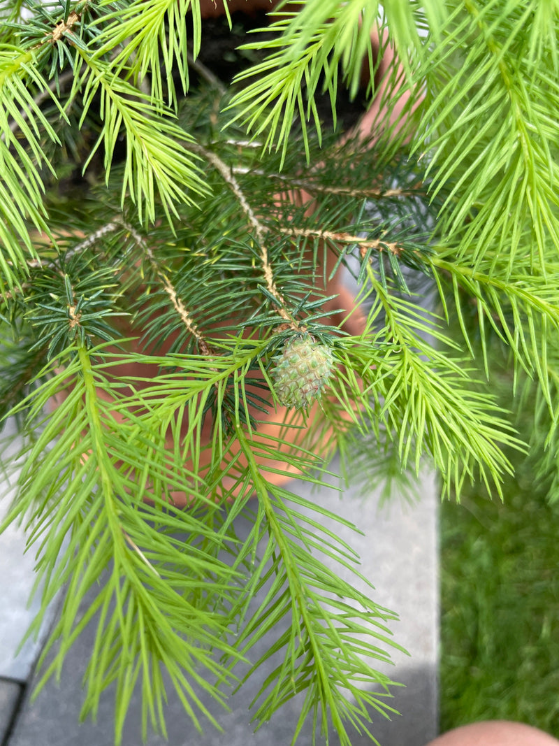 Gemeine Fichte — Bild 5