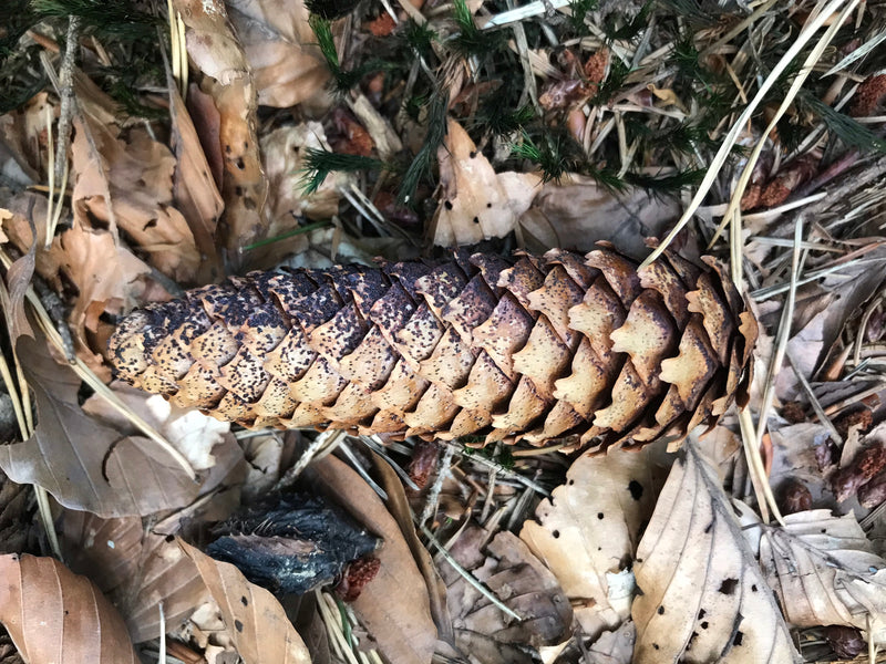 Ein einzelner Fichtenzapfen liegt auf einem Waldboden zwischen trockenem Laub und Nadeln. Die Schuppen des Zapfens sind deutlich zu erkennen.
