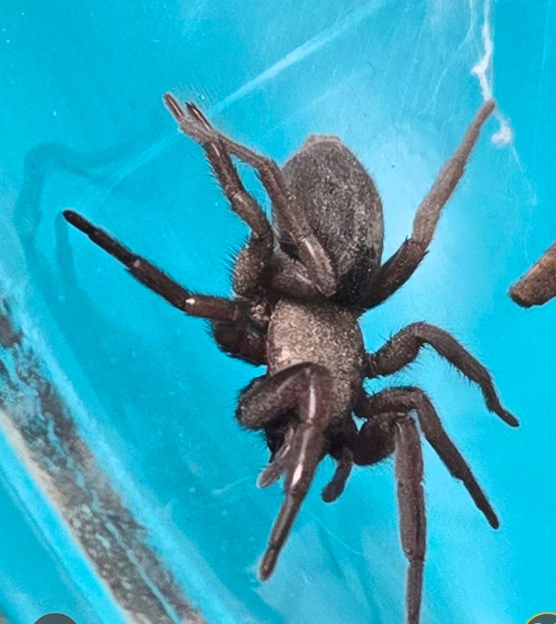Finsterspinne — Bild 5