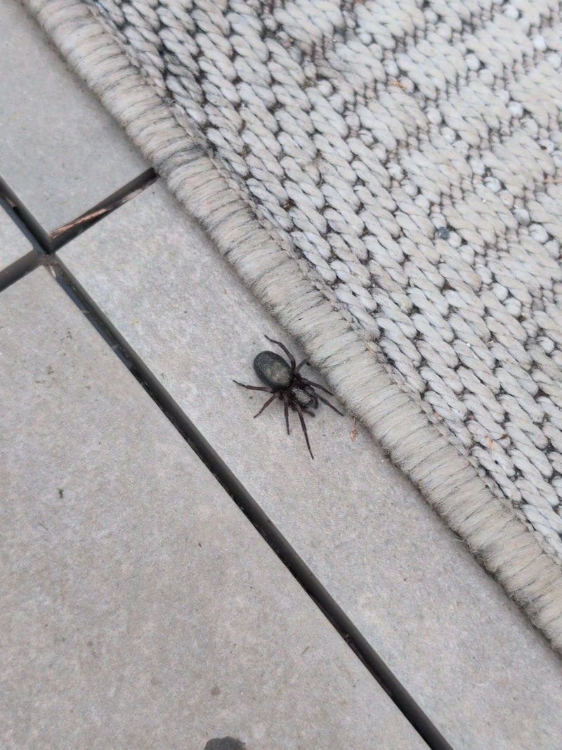 Finsterspinne — Bild 1