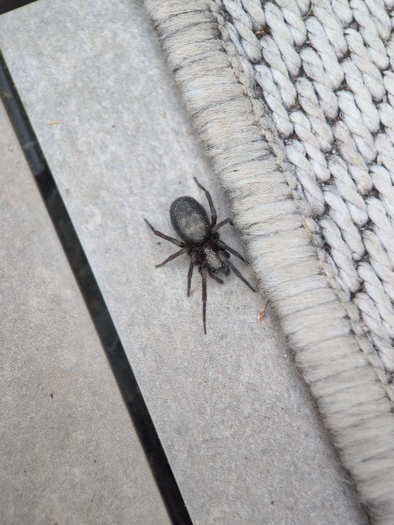 Finsterspinne — Bild 2