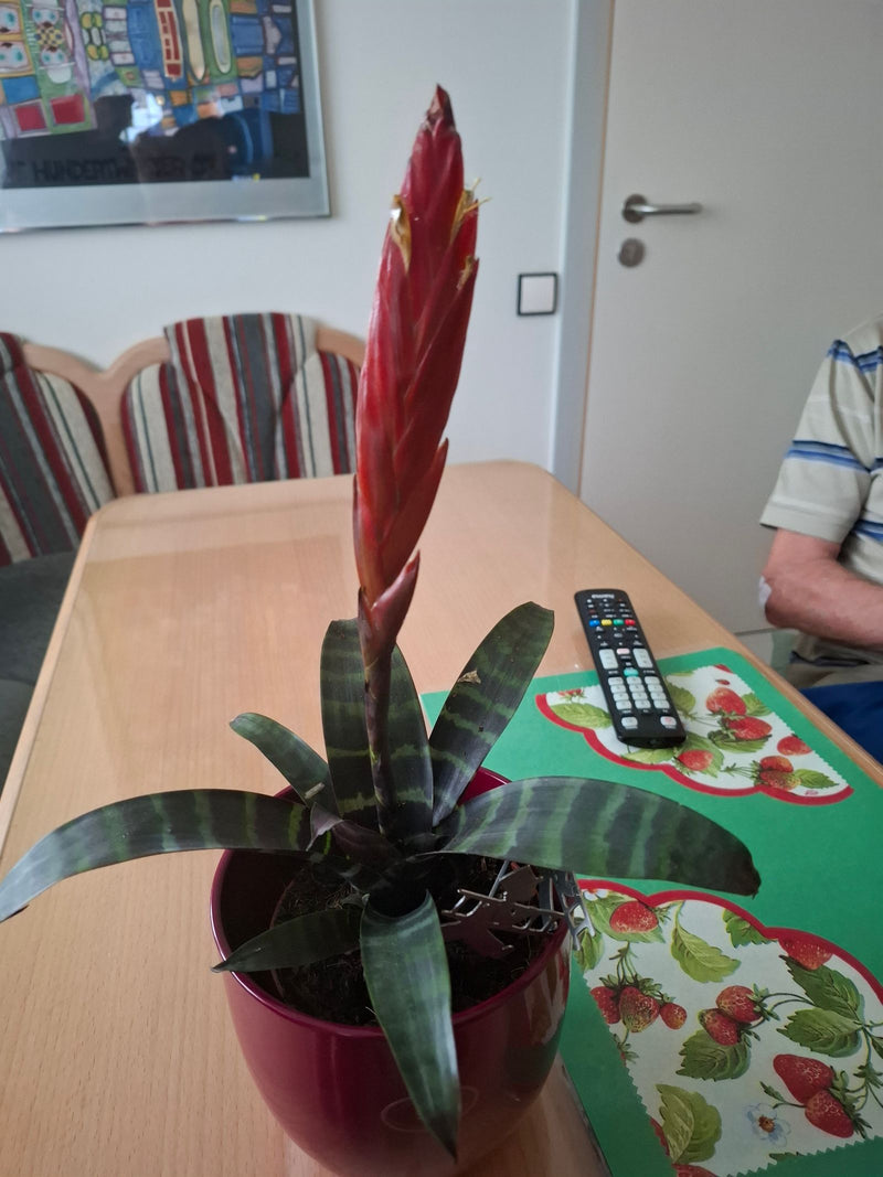Flammendes Schwert — Bild 2