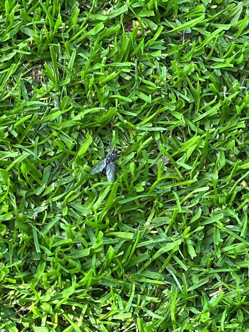 Fleischfliege — Bild 1