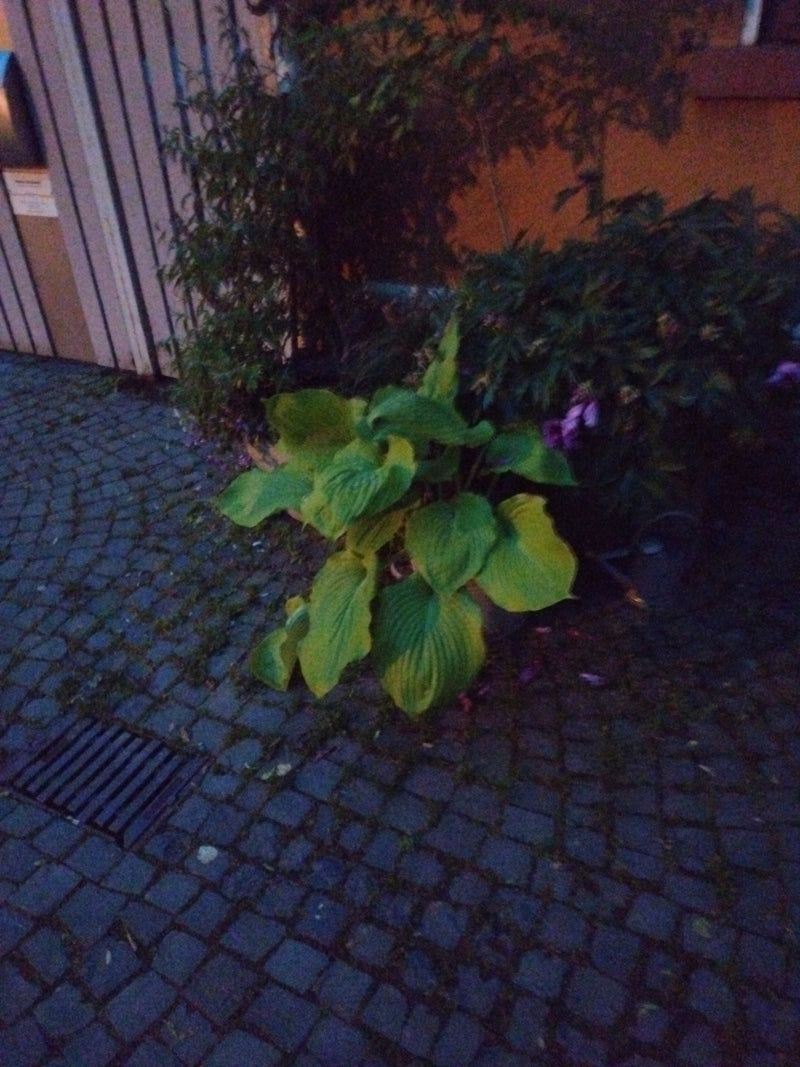 Funkie — Bild 2