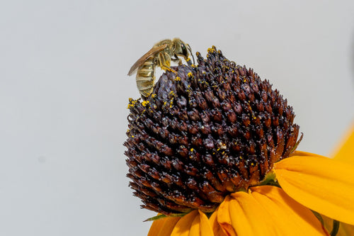 Furchenbiene (Lasioglossum), 01.08.2026