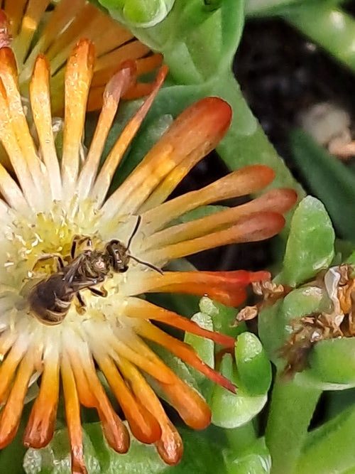 Furchenbienen (Halictus) – Bild 2