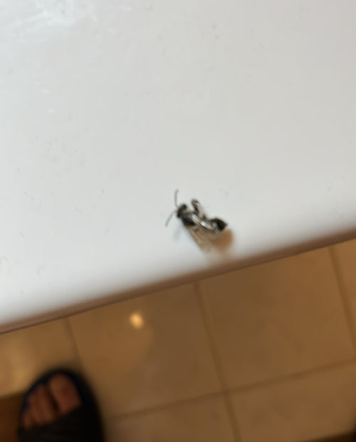 Furchenbiene (Lasioglossum), 19.05.2026