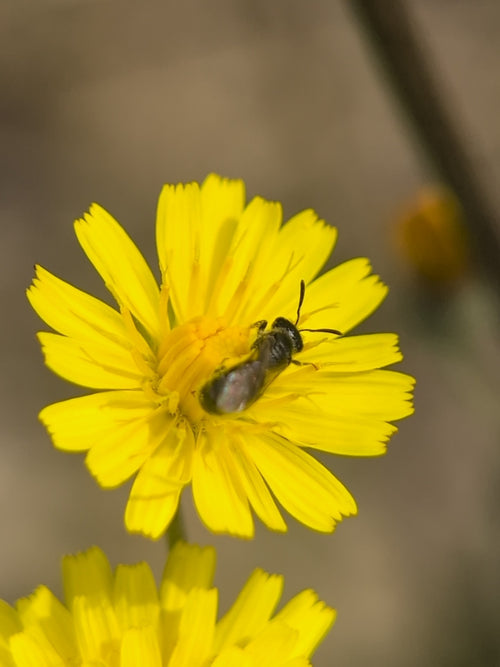 Furchenbiene (Lasioglossum), 14.06.2026