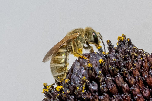 Furchenbiene (Lasioglossum), 01.08.2026