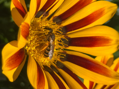 Furchenbiene (Lasioglossum) — Würselen, 09.07.2026