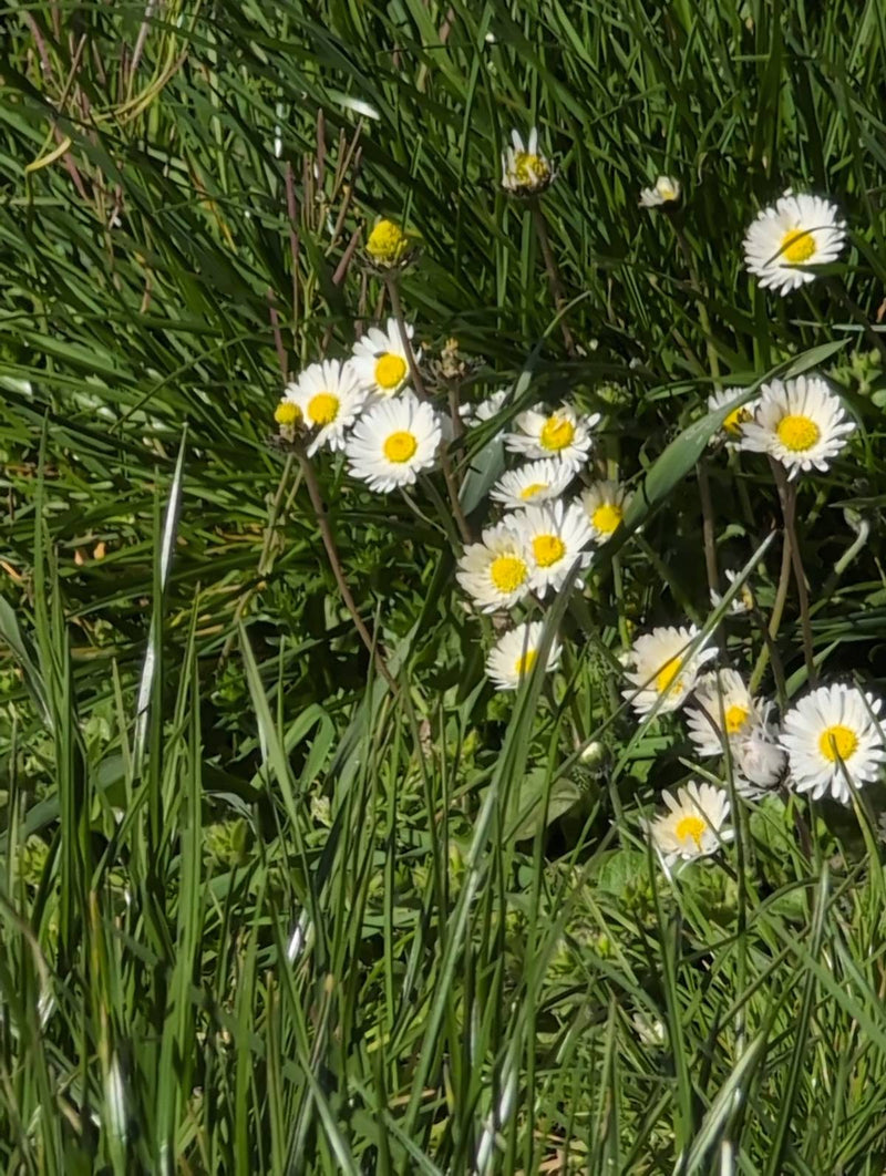 Tausendschoen — Bild 3
