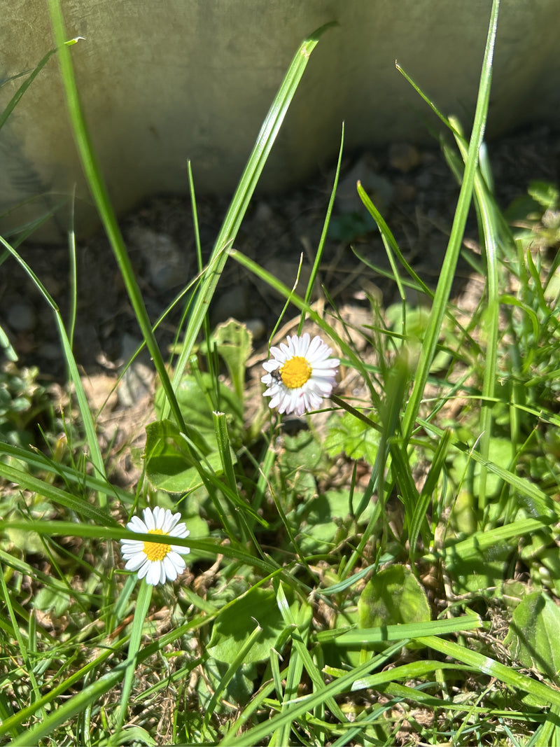 Auf dem Bild sind zwei Gänseblümchen mit weißen Blütenblättern und gelber Mitte zu sehen. Sie wachsen inmitten von hohem Gras auf einer Wiese.