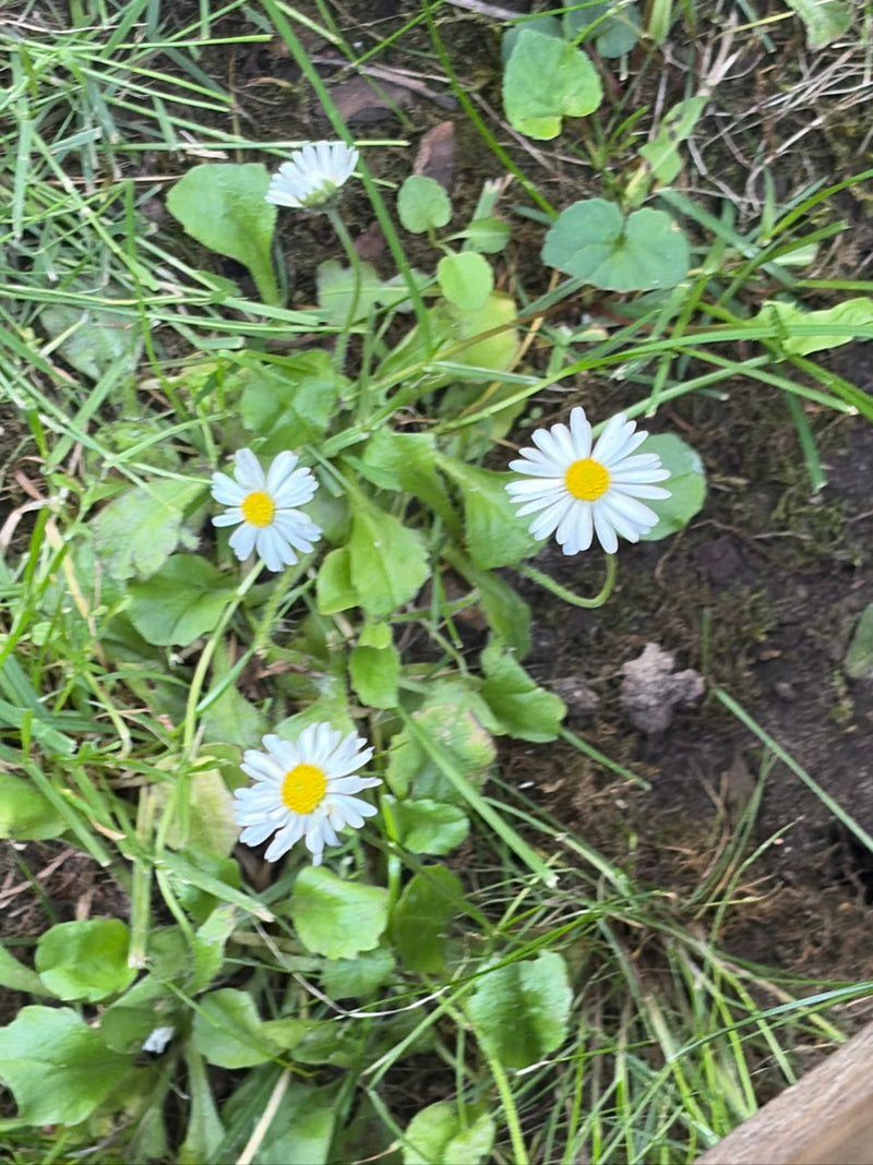 Auf dem Bild sind mehrere Gänseblümchen mit weißen Blütenblättern und gelber Mitte zu sehen. Sie wachsen auf einer Wiese zwischen Gras und grünen Blättern.
