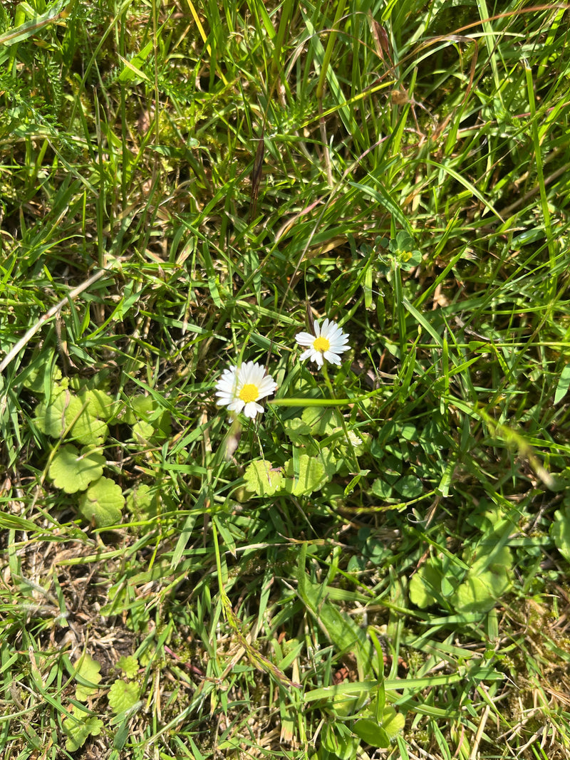 Tausendschoen — Bild 2