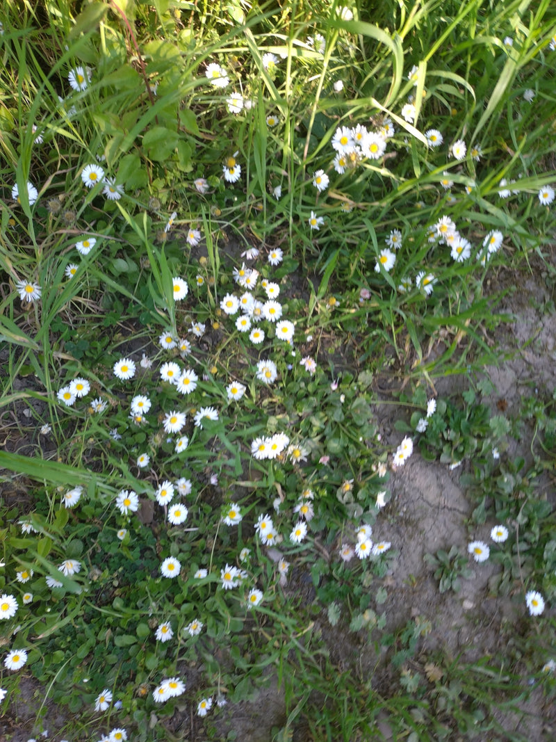 Zahlreiche Gänseblümchen mit weißen Blütenblättern und gelber Mitte blühen auf einer Wiese zwischen Gras und freiliegender Erde. Die Aufnahme zeigt die Pflan...