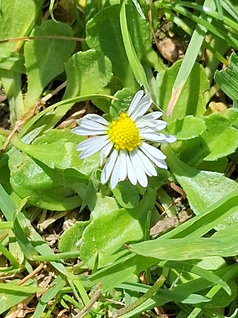 Tausendschoen — Bild 4