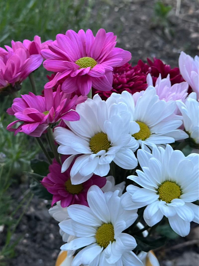 Garten-Chrysantheme — Bild 4