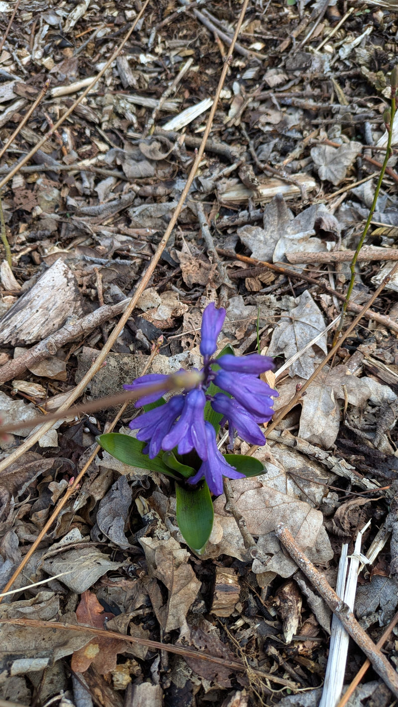 Hyazinthe — Bild 1