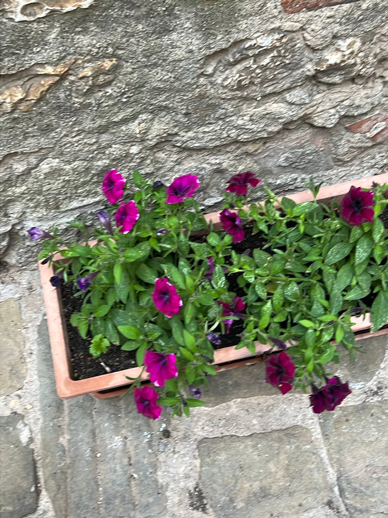 Garten-Petunie — Bild 2