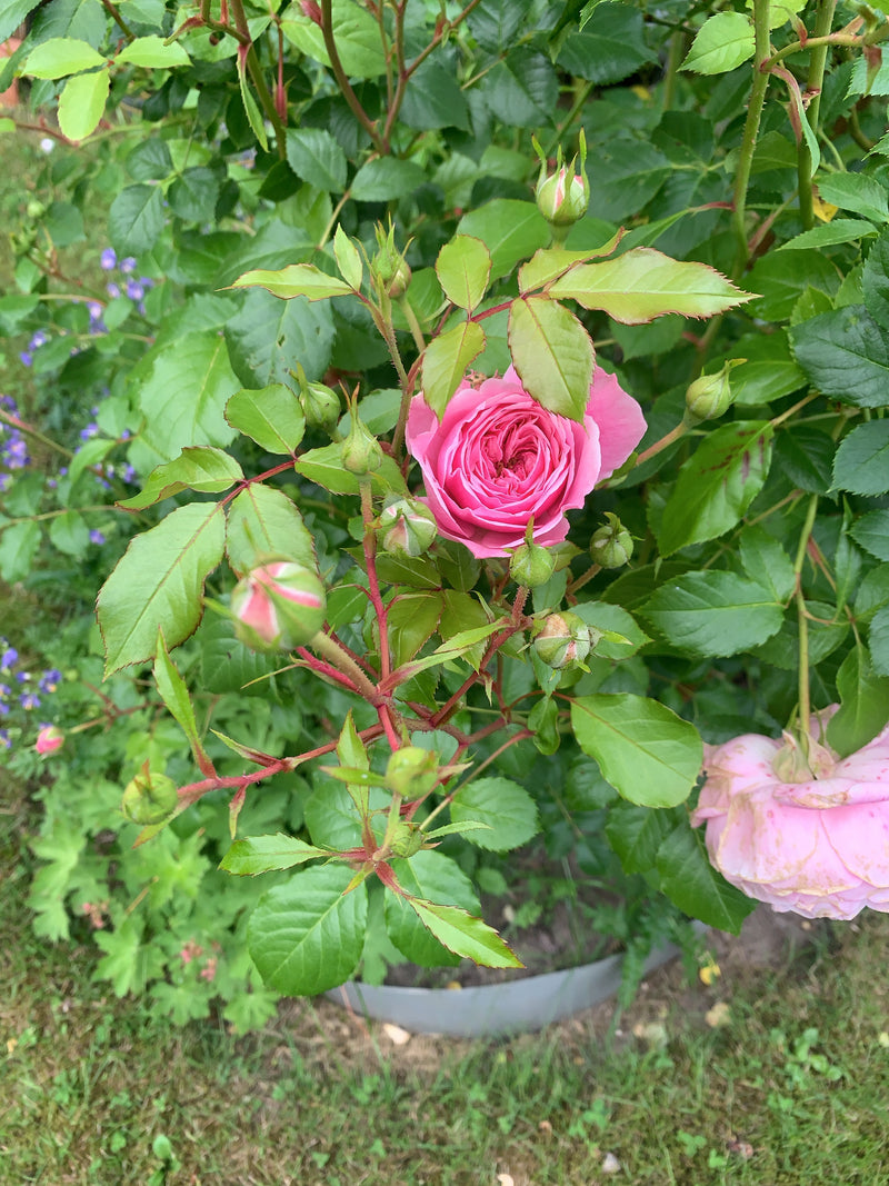 Gartenrose — Bild 4