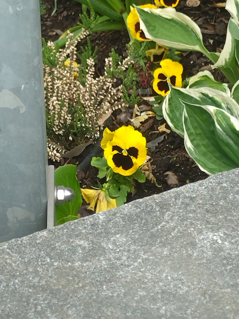 Garten-Stiefmütterchen — Bild 4
