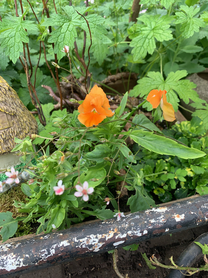Garten-Stiefmütterchen — Bild 3