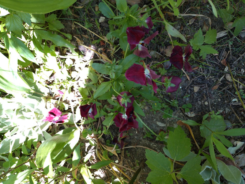 Garten-Stiefmütterchen — Bild 5