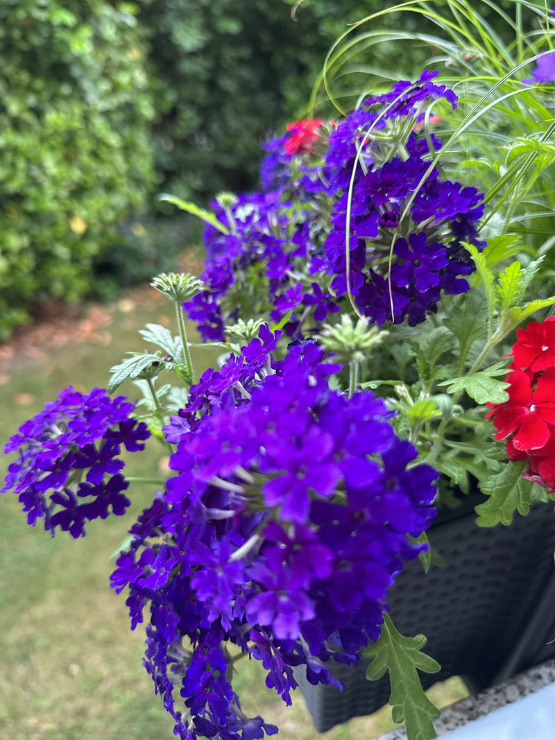 Garten-Verbene — Bild 3
