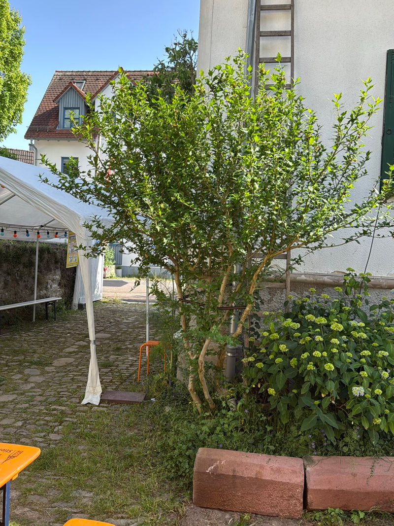 Hibiskus — Bild 3