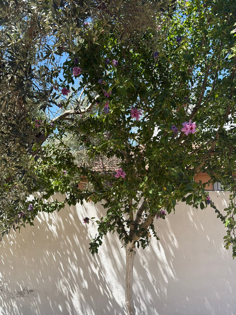 Hibiskus — Bild 1