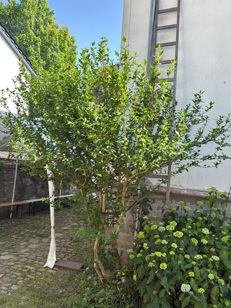 Hibiskus — Bild 1