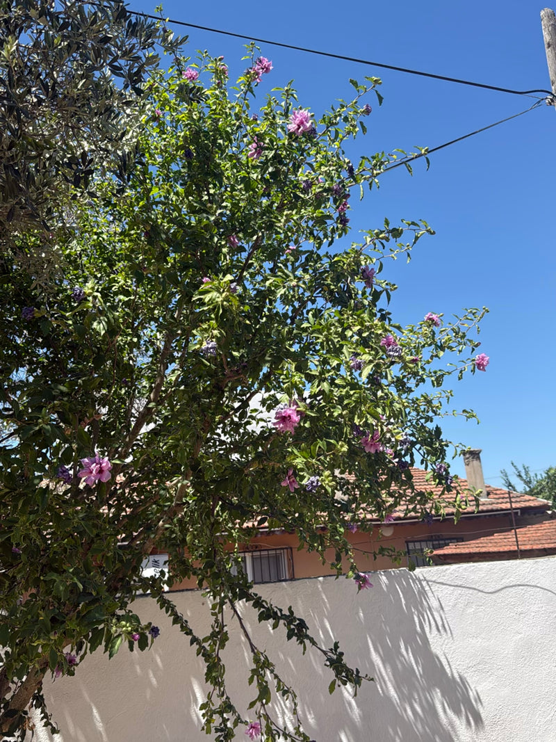 Hibiskus — Bild 2