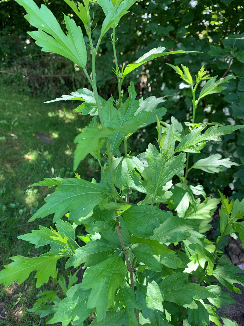 Hibiskus — Bild 4