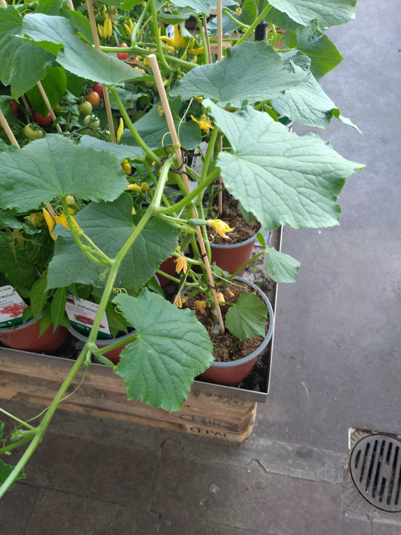 Gurken — Bild 3